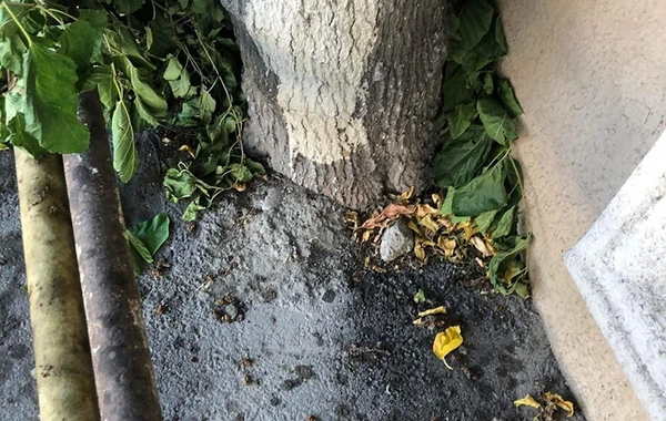 Bakıda yola asfalt döşənərkən zədələnən ağacların kökləri təmizləndi - YENİLƏNİB - FOTO