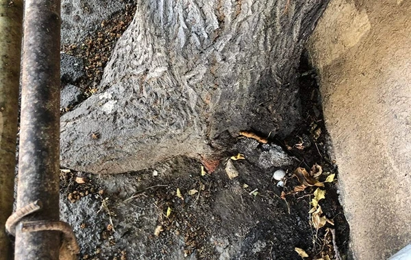Bakıda yola asfalt döşənərkən zədələnən ağacların kökləri təmizləndi - YENİLƏNİB - FOTO