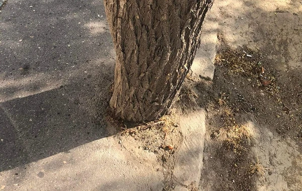 Bakıda yola asfalt döşənərkən zədələnən ağacların kökləri təmizləndi - YENİLƏNİB - FOTO