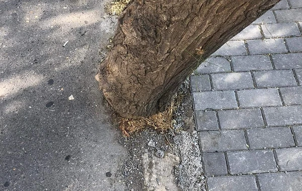 Bakıda yola asfalt döşənərkən zədələnən ağacların kökləri təmizləndi - YENİLƏNİB - FOTO