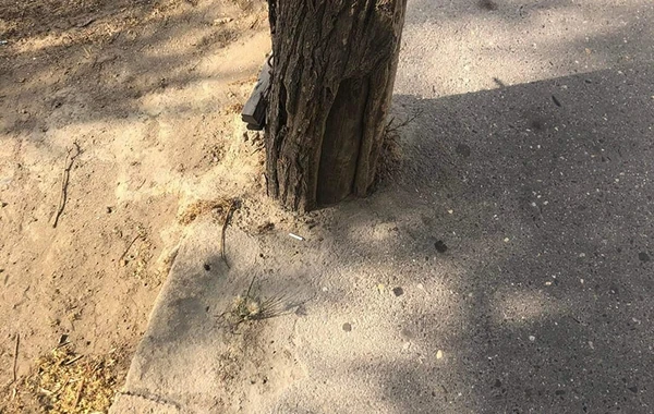 Bakıda yola asfalt döşənərkən zədələnən ağacların kökləri təmizləndi - YENİLƏNİB - FOTO