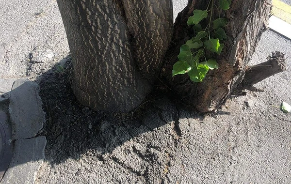 Bakıda yola asfalt döşənərkən zədələnən ağacların kökləri təmizləndi - YENİLƏNİB - FOTO