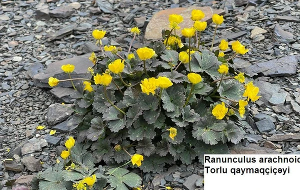 Quba və Qusarda nadir bitki növləri tədqiq edilib - FOTO