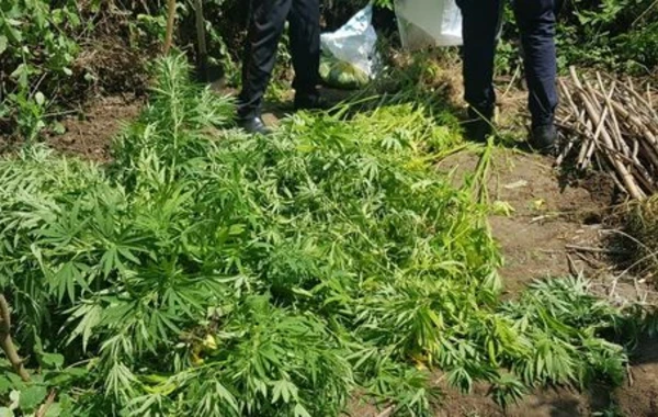 Ağcabədi polisindən əməliyyat: 30 nəfər saxlanıldı - FOTO