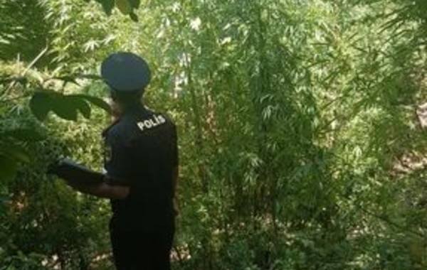 Ağcabədi polisindən əməliyyat: 30 nəfər saxlanıldı - FOTO