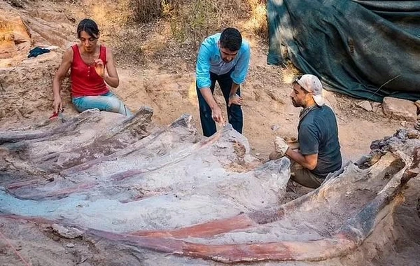 В Португалии нашли останки гигантского динозавра - крупнейшего в Европе зауропода - ФОТО