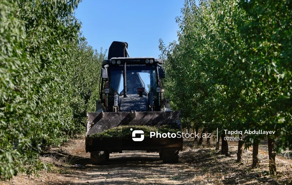 Azərbaycanda badam yığımına start verilib - FOTO
