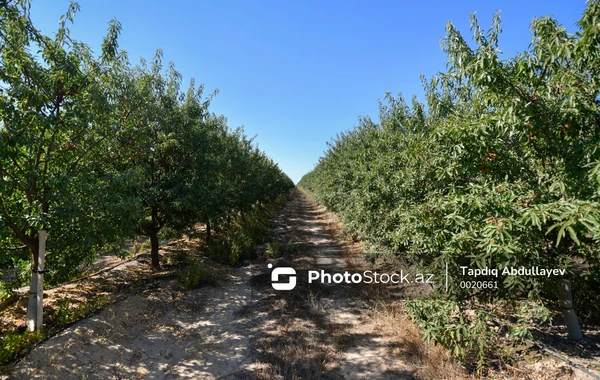 Azərbaycanda badam yığımına start verilib - FOTO