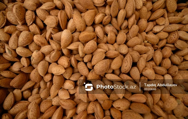 Azərbaycanda badam yığımına start verilib - FOTO