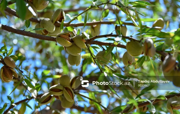 Azərbaycanda badam yığımına start verilib - FOTO