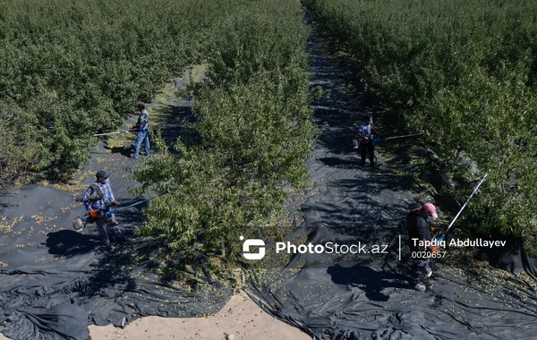 Azərbaycanda badam yığımına start verilib - FOTO