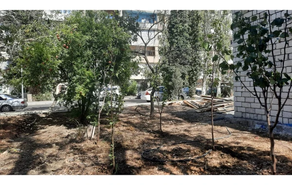 Bakıda ağacları kəsən şəxs cəzalandırılıb - FOTO