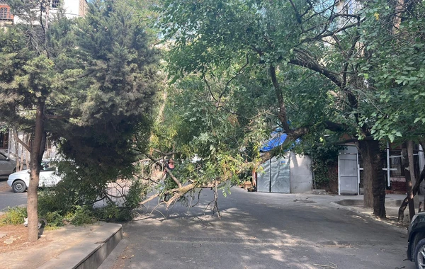 Сильный ветер сломал деревья в столице -ФОТО