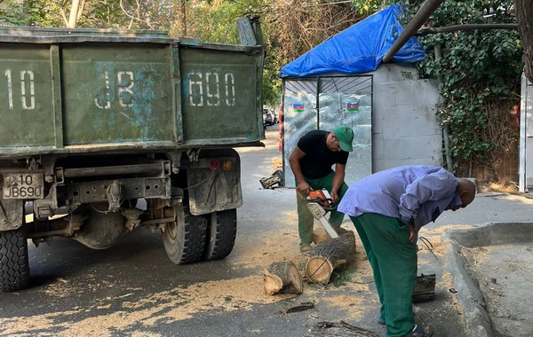 Сильный ветер сломал деревья в столице -ФОТО