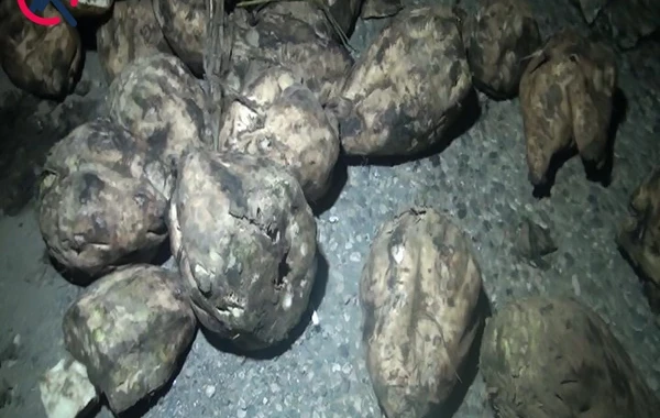 Goranboyda yük maşını aşıb - Tonlarla çuğundur yola dağılıb - FOTO