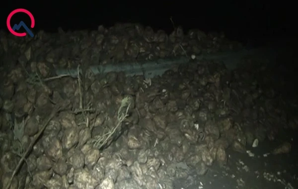 Goranboyda yük maşını aşıb - Tonlarla çuğundur yola dağılıb - FOTO