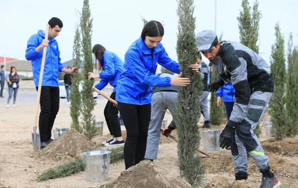 Bakıda ağacəkmə aksiyası keçirilib - FOTO