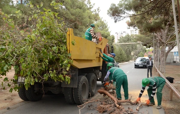 Bakıda xəstə ağacların aşkarlanması və müalicəsi ilə bağlı tədbirlər görülüb - FOTO