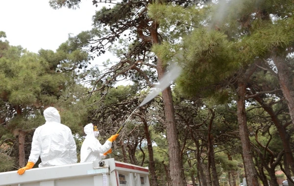 Bakıda xəstə ağacların aşkarlanması və müalicəsi ilə bağlı tədbirlər görülüb - FOTO