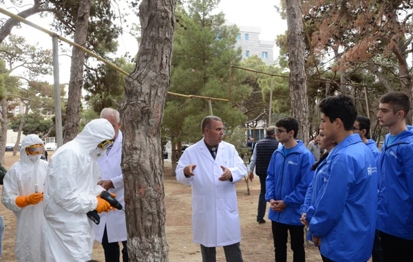 Bakıda xəstə ağacların aşkarlanması və müalicəsi ilə bağlı tədbirlər görülüb - FOTO