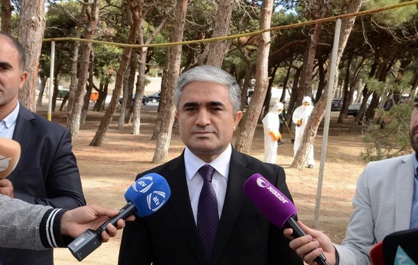 Bakıda xəstə ağacların aşkarlanması və müalicəsi ilə bağlı tədbirlər görülüb - FOTO