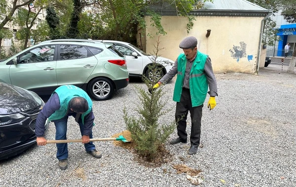 Ağacları kəsib avtodayanacaq salmaq istədilər - FOTO
