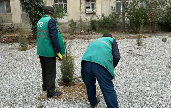 В Баку срубили деревья для строительства автостоянки - ФОТО