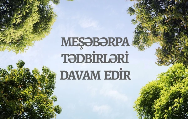 Azərbaycanda meşəbərpa tədbirləri davam edir