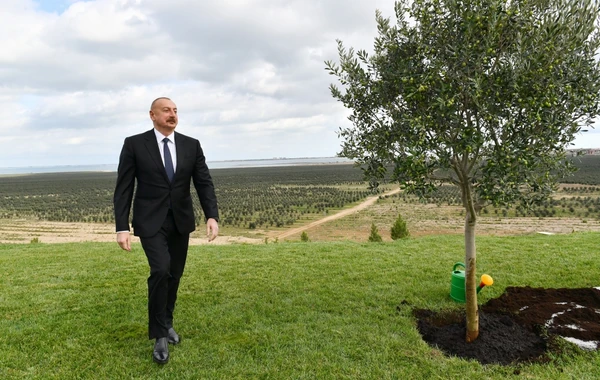 Prezident Zirədə zeytun emalı zavodunun açılışında iştirak edib - FOTO