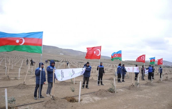 Azərbaycanda 11 noyabrda 111 111 ağac əkiləcək - FOTO