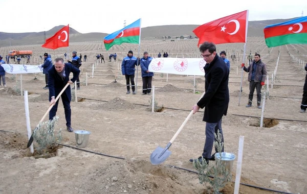 Azərbaycanda 11 noyabrda 111 111 ağac əkiləcək - FOTO