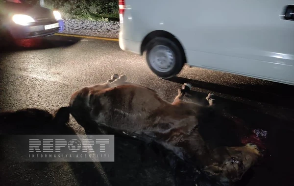 Avtomobilin qarşısına çıxan at qəzaya səbəb olub: Xəsarət alan var - FOTO
