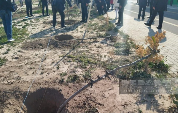 Zəfər Günü ilə bağlı Ağalı kəndində ağacəkmə aksiyası keçirilib - FOTO