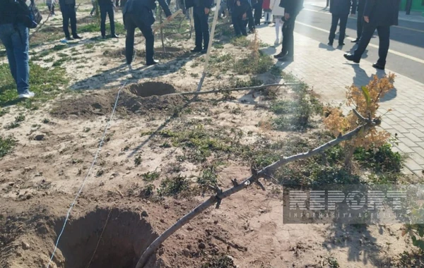 В честь Дня Победы в селе Агалы прошла акция по посадке деревьев - ФОТО