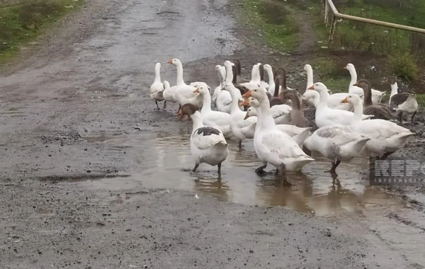 Oğuzda uzun illərdir təmir olunmayan yol yararsız vəziyyətə düşüb - FOTO