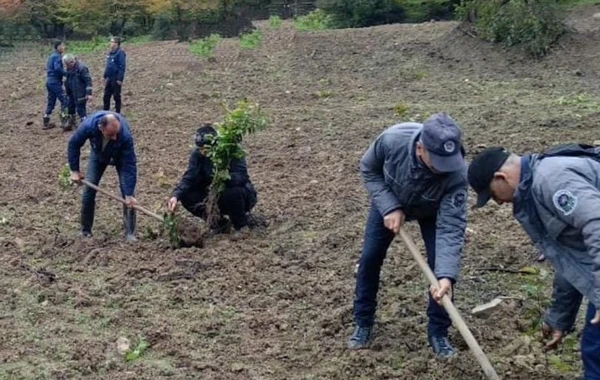 Azərbaycanın meşə fondu torpaqlarında 400 mindən çox ağac əkilib - FOTO