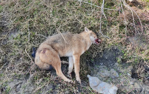 Çaqqalların hücum etdiyi 43 yaşlı kişi ölüb - FOTO