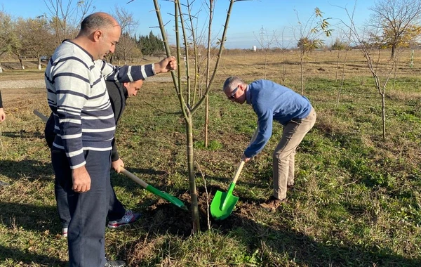 Britaniya səfiri Gəncədə arılar üçün ağac əkdi - FOTO