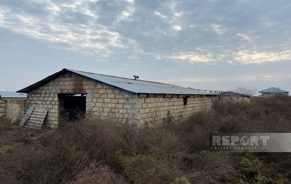 Kürdəmirdə güclü yanğın: 39 baş iribuynuzlu heyvan tələf olub - FOTO