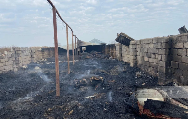 Kürdəmirdə güclü yanğın: 39 baş iribuynuzlu heyvan tələf olub - FOTO