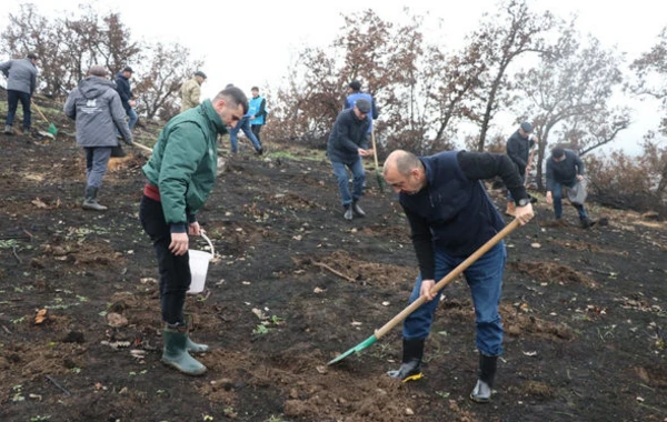 “Yanğından yaşıllığa” kampaniyası çərçivəsində ağacəkmə aksiyası keçirilib  - FOTO