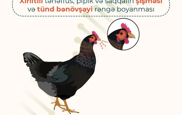 AQTA quş qripi xəstəliyi ilə bağlı əhaliyə xəbərdarlıq edib - FOTO