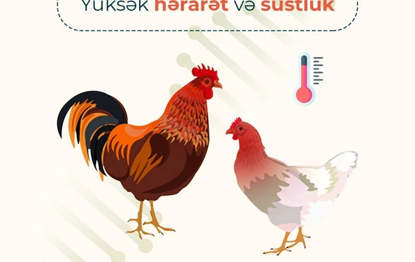 AQTA quş qripi xəstəliyi ilə bağlı əhaliyə xəbərdarlıq edib - FOTO