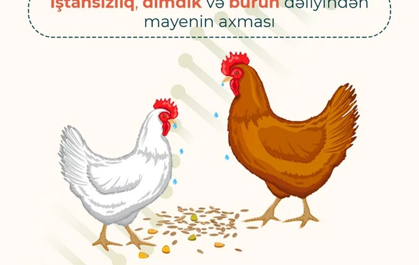 AQTA quş qripi xəstəliyi ilə bağlı əhaliyə xəbərdarlıq edib - FOTO