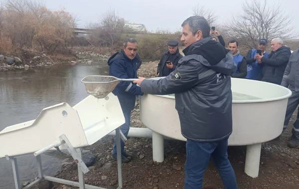 Bəsitçay və Həkəri çaylarına balıq körpələri buraxılıb - FOTO