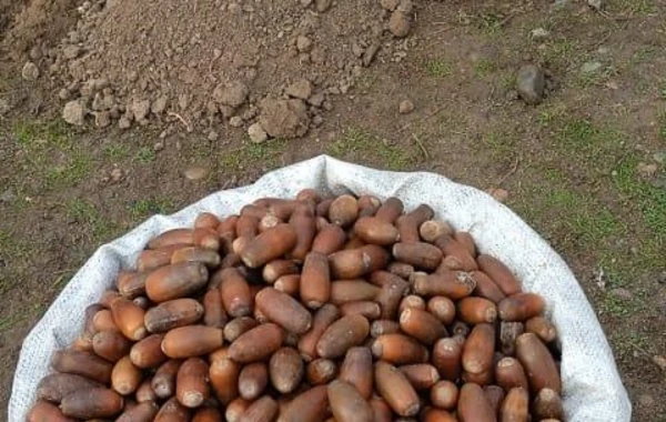 Zəngilanda ağacəkmə tədbiri keçirilib - FOTO