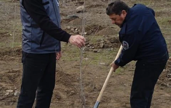 Zəngilanda ağacəkmə tədbiri keçirilib - FOTO