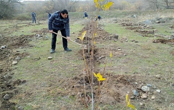Zəngilanda ağacəkmə tədbiri keçirilib - FOTO