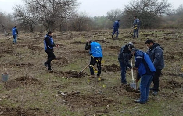 Zəngilanda ağacəkmə tədbiri keçirilib - FOTO