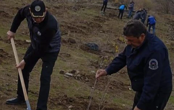 Zəngilanda ağacəkmə tədbiri keçirilib - FOTO